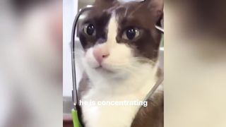 TRY NOT TO LAUGH! v3