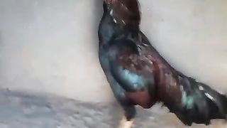 Look at this rooster ll rooster