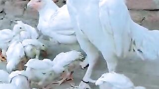 Kids of the rooster
