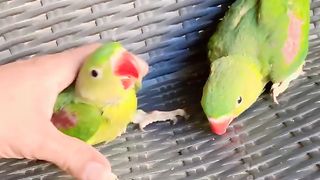 Parrot on the tray