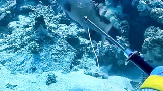 Free diving fishing and hunting