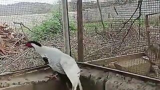 Silver pheasant
