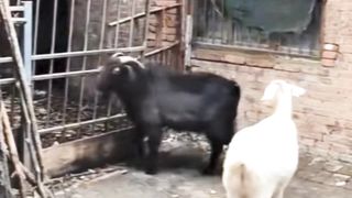 Funny animal funny video