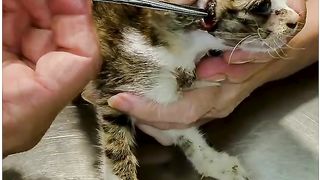 Prompt Rescue Gives The Kitty A New Life