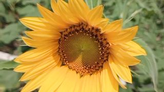 A Beautiful Sunflower Garden