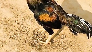The feed on ground
