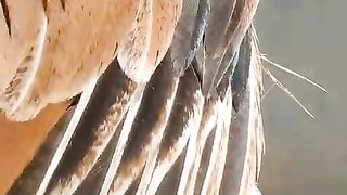 The neck of a rooster ll white
