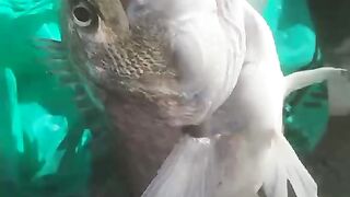 What a big fish????