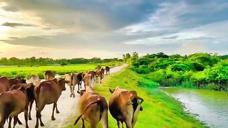 Bangladesh nature video