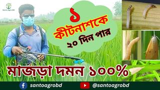 ধানের মাজরা পোকা দমনে কোন ঔষধ দিবেন।Control rice Borer