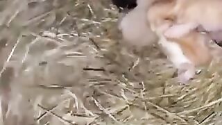 A chicken stealing kittens. ????