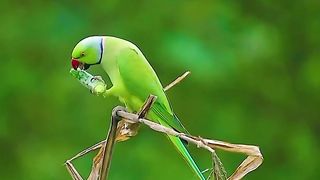 Beauty of Nature