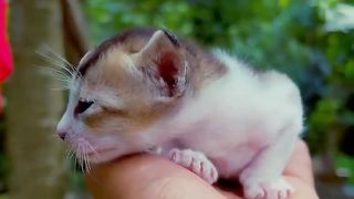 A beautiful cat