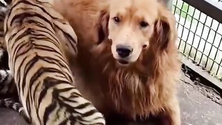 This dog raised tigers as her kids