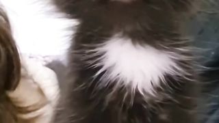 Viral cat funny moment ????