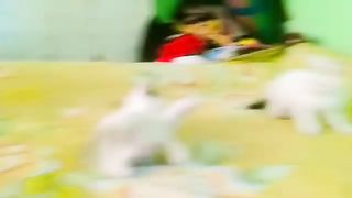 cat video funny