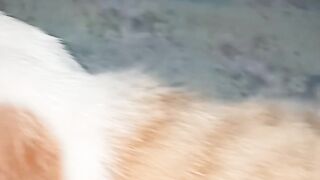 cat lover funny video