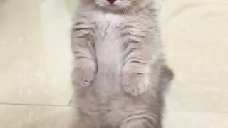 cat is so funny