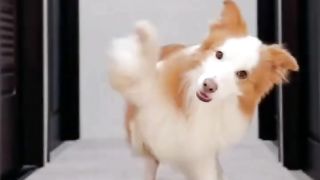 Cute Dog ???? funny Dance video
