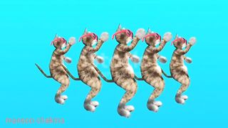 Funny cat video