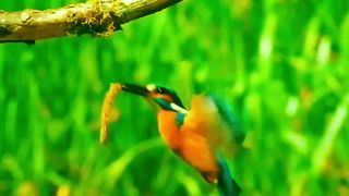 Funny birds