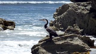 Bird cormorant beak free stock video. Free for use & download