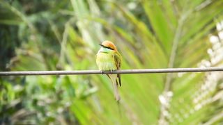 Bird bee-eater feathers free stock video. Free for use & download