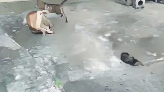 Funny cat's
