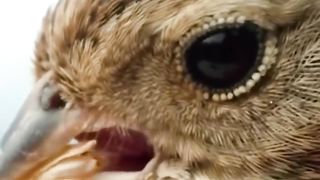 Innocent bird
