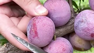 Fruit ????????????????????????