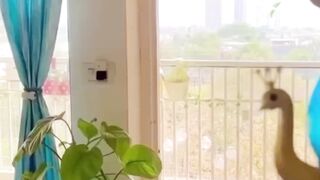 Beautiful Room Decoration