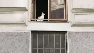 The Science Behind a Cat's Amazing Reflexes and Balance: How Cats Always Land on Their Feet