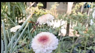 ورود متنوعة