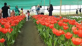 টিউলিপ বাগান