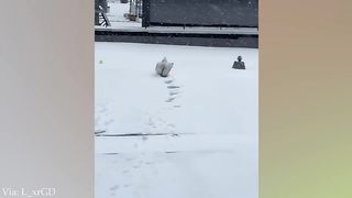 New Funny Dog Videos 2024 ????????