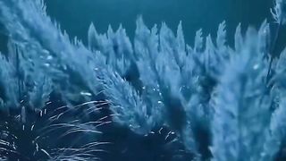 Fireflies_????_[Video].