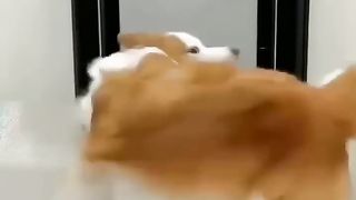 puppy ka dance dekho #labradorpuppy #dog #trending #cute #viralvideo #labradorretriever #cutebaby