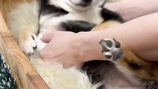 labradorpuppy #dog #trending #cute #viralvideo #labradorretriever #cutebaby