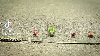 Animal race competition, see who will win