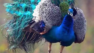 Natural  Birds beauty ????????