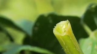 Smart Hacks for Happy Plants