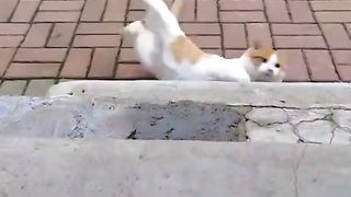 Kucing jatuh