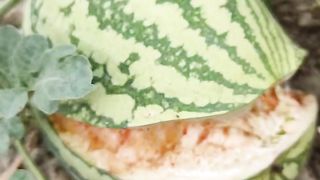 Watermelon bursting #reels #video #farming #watermelon #watermelon