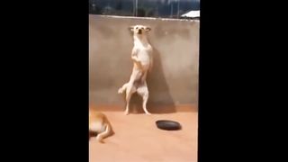 Compilation of dancing dogs