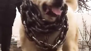 Central Asian Shepherd Dog ???? The “Alabai”