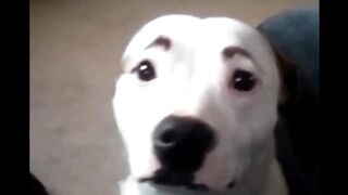 funny Videos of dogs with eyebrows
