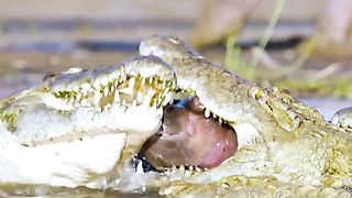 The poor hippo calf becomes the crocodile's meal
