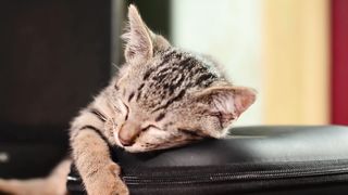 Cute Cat