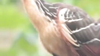 Hoatzin ???? The Stink Bird ????