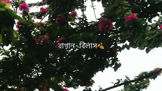 বাগান বিলাস